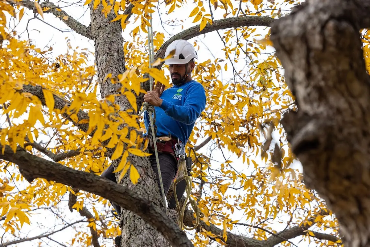 Skilled Tree Planting crew working in Naples